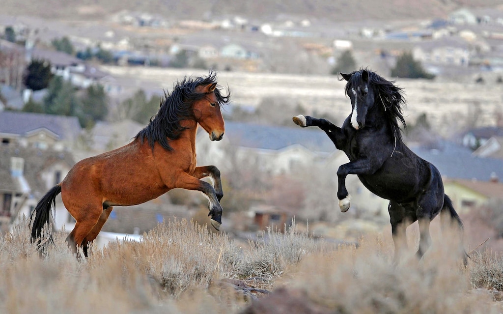 (Andy Barron | Reno Gazette-Journal | The Associated Press) In this Jan. 13, 2010 file photo, two young wild horses play while grazing in Reno, Nev. Animal rights activists are suing to block what they say is an unprecedented federal plan to capture thousands of wild horses over 10 years in Nevada without the legally required environmental reviews intended to protect the mustangs and U.S. rangeland.