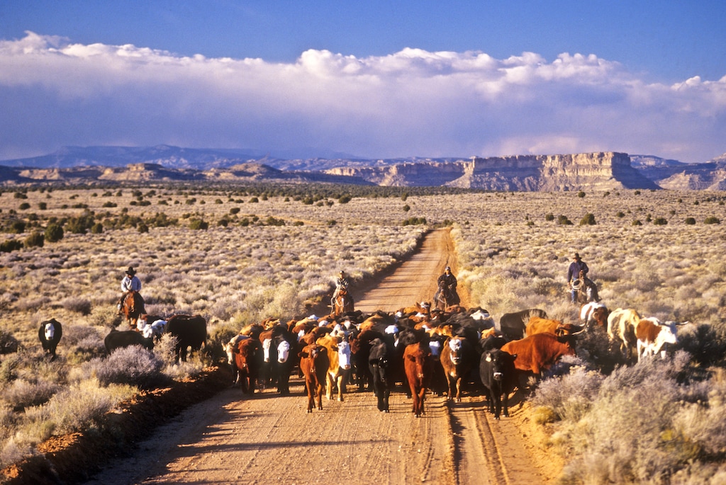 (Stephen Trimble | Writers on the Range) Smokey Mt. road cattle drive at Grand Staircase-Escalante National Monument, Utah.