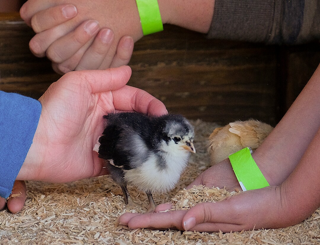 (Leah Hogsten | The Salt Lake Tribune) A baby chick is herded into the palm of a visitor during the Baby Animal Festival and Tulip Field Festival at Cross E Ranch, April 23, 2021.The festival runs unlil May 8.