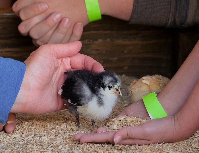(Leah Hogsten | The Salt Lake Tribune) A baby chick is herded into the palm of a visitor during the Baby Animal Festival and Tulip Field Festival at Cross E Ranch, April 23, 2021.The festival runs unlil May 8.