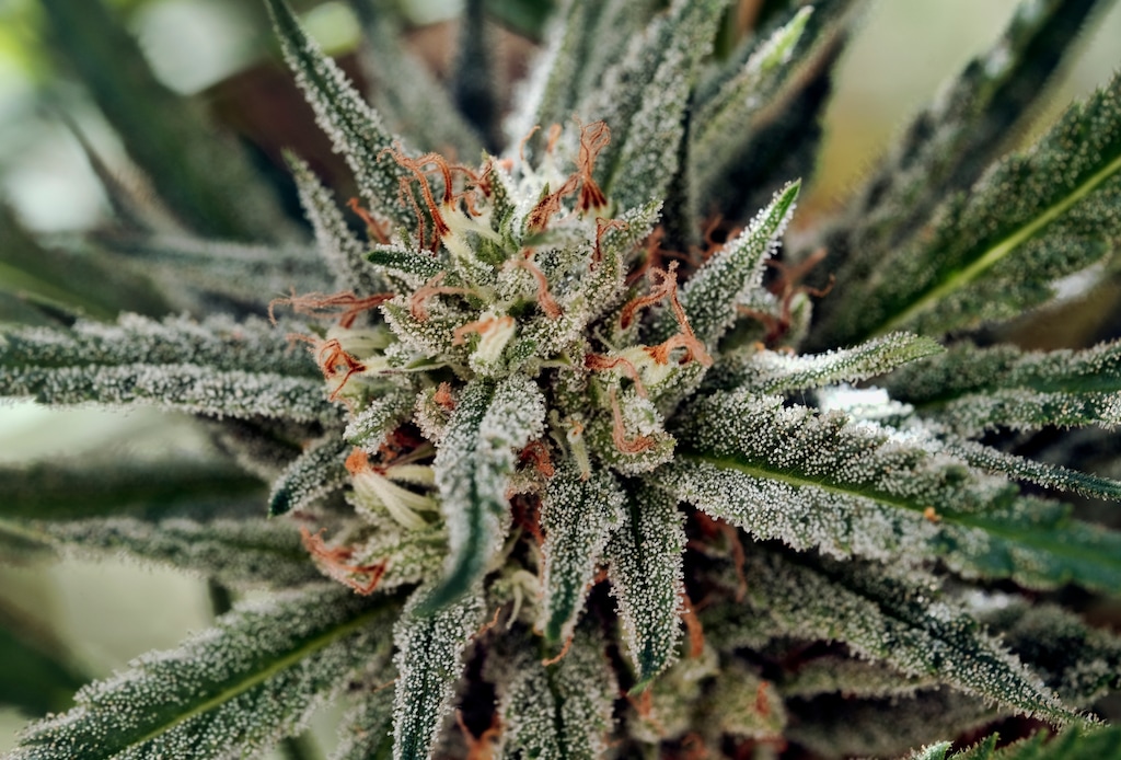 FILE - This Sept. 11, 2018, file photo shows blankets of frost known as trichomes on a budding marijuana flower at an artisanal cannabis farm SLOgrown Genetics, the coastal mountain range of San Luis Obispo, Calif. Liberal California became the largest legal U.S. marketplace, while conservative Utah and Oklahoma embraced medical marijuana. (AP Photo/Richard Vogel,File)