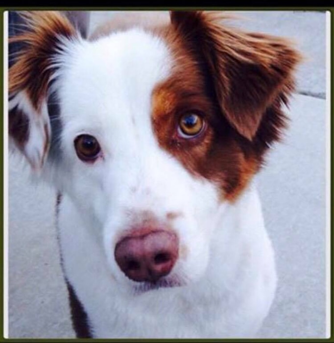 (Photo courtesy of Lindsy Bray) Dexter, a 5-year-old Australian shepherd who was ordered to be euthanized after allegedly biting a girl in Santaquin, has gotten a reprieve.