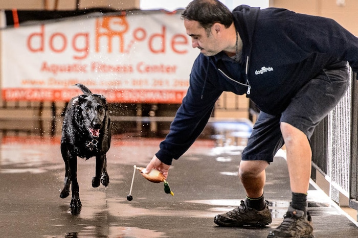 (Trent Nelson | The Salt Lake Tribune) David Valdez works with Doctor in the new Aquatic Fitness Center at DogMode in Salt Lake City on Tuesday, Nov. 28, 2017.