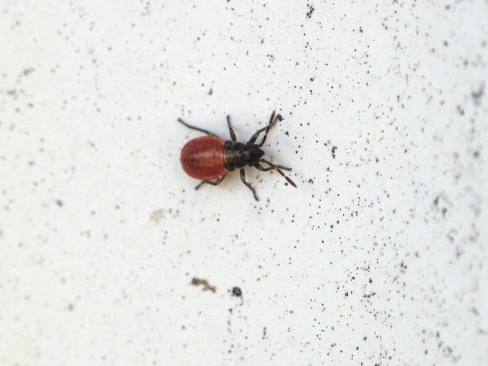 (Photo courtesy Ryan Davis, Utah State University Extension) A nymph, or juvenile, elm seed bug. These invasive pests appeared in Utah sometime around 2014 and have recently experienced a population boom. The insects have been known to enter homes in large numbers, but are harmless.