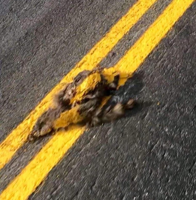 (Photo courtesy Cedar Hills) A Utah County road crew striped over what appears to be a dead raccoon in the middle of the road.