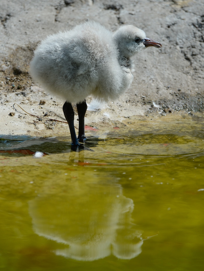 (Francisco Kjolseth  |  The Salt Lake Tribune)  Tracy Aviary has a variety of new birds, including three new baby Chilean Flamingos. The trio, ranging in age from 14 to 29 days of age are growing fast and the aviary is currently having a naming competition. Every egg that is laid at the aviary is given a number. Chick 3 just happened to get the egg number 007, so keepers decided to theme the flamingo chick naming contest with 007 names. 
