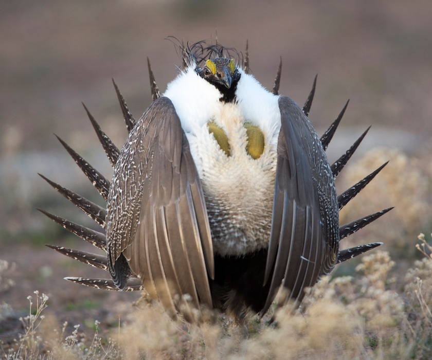 (Rick Egan | Tribune file photo) A sage grouse Struts on a lek in the Parker Mountain area near Loa, Friday, April 22, 2016.