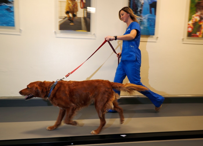 (David Zalubowski | The Associated Press) In this Monday, Nov. 6, 2017, photo, research technician Kelsie Condon walks a Golden Retriever named Zach on a treadmill to determine if the dog has arthritis and can be enrolled in a study involving the use of CBD oil at Colorado State University in Fort Collins, Colo. Two researchers at the school are running trial studies to see if using marijuana extract aids in the treatment of dogs with epilepsy as well as arthritis.