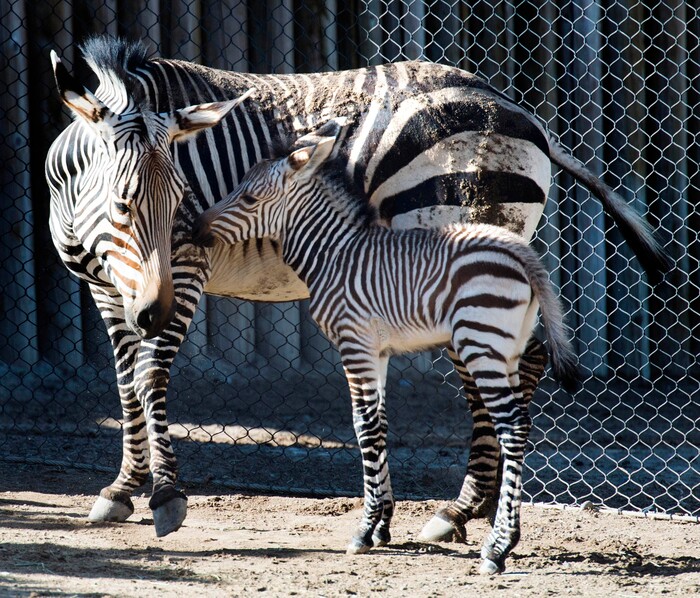 (Rick Egan  |  The Salt Lake Tribune)   Ziva the Zebra and her baby, born Saturday at Hogle Zoo. Thursday, June 7, 2018.