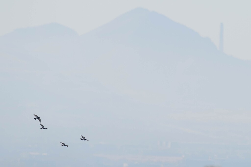 (Trent Nelson | The Salt Lake Tribune) Birds fly over a smoggy Salt Lake Valley on Monday, Nov. 4, 2019.