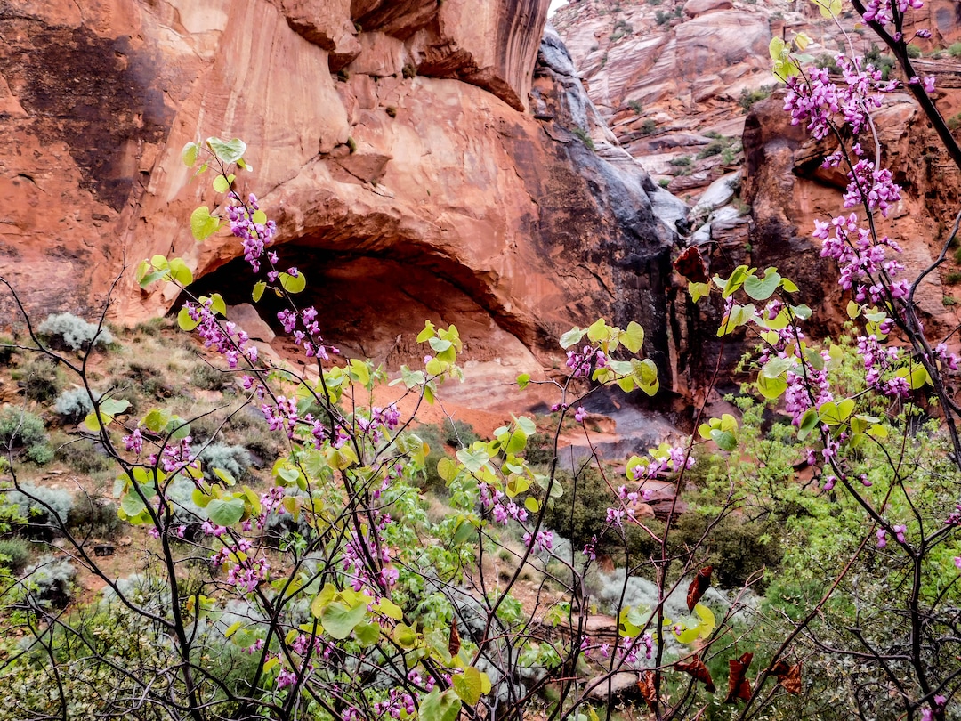 (Erin Alberty  |  The Salt Lake Tribune)

A redbud frames an alcove April 3, 2017 along the Red Reef Trail in Red Cliffs Desert Reserve, north of Harrisburg.