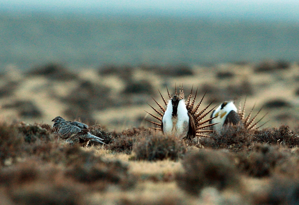 (Alan Rogers | The Casper Star-Tribune via AP file) A male sage grouse tries to impress a group of hens, at left, near the base of the Rattlesnake Range in southwest Natrona County, Wyo., in 2014. The U.S. Forest Service is changing sage grouse protection plans in five Western states it says will conserve habitat while allowing ranchers to maintain their livelihoods. The federal agency made the announcement Thursday, Aug. 1, 2019, but details of the plans involving Idaho, Nevada, Utah, Wyoming and Colorado aren't being made public until Friday.