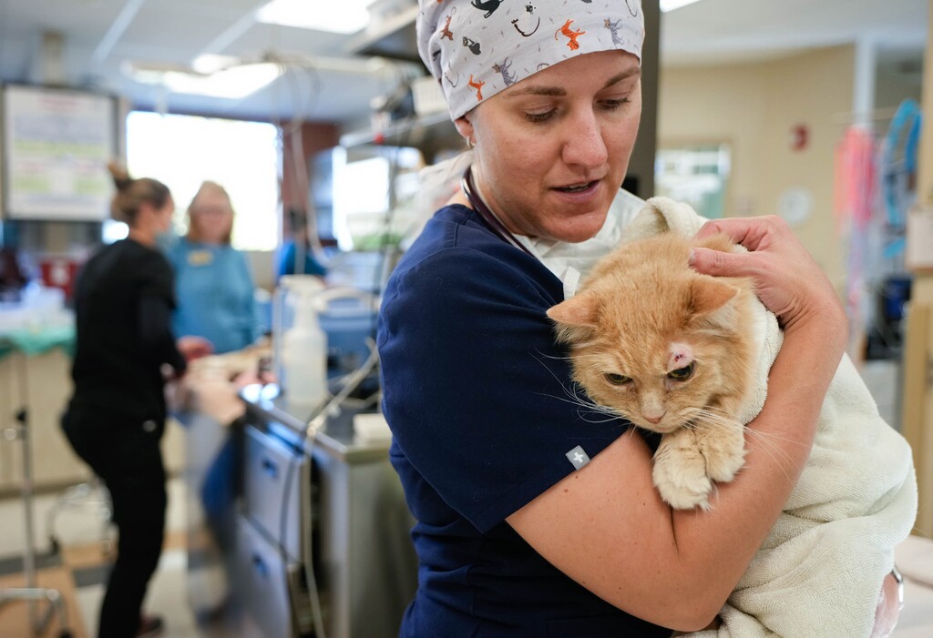 (Francisco Kjolseth | The Salt Lake Tribune) Veterinarian Dr. Rachel Walton cradles a cat named Spot as she waits for its anesthesia to take effect before taking a few skin biopsies on Friday, Oct. 28, 2022. Dr. Walton is one of several veterinarians at University Veterinary Hospital and Diagnostic Center, in Salt Lake City’s 9th and 9th neighborhood. The veterinary industry has experienced a “crisis of employment” due to the increased demand brought through a surge in pet ownership with the COVID-19 pandemic.