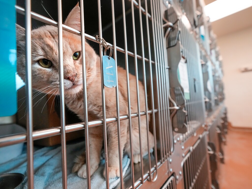 (Leah Hogsten | The Salt Lake Tribune) Adult cats for adoption at the North Utah Valley Animal Shelter, Aug. 23, 2022.  