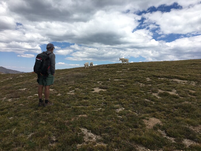 (Photo courtesy of Marc Coles-Ritchie, Grand Canyon Trust) Conservationists say introduced mountain goats in Utah's La Sal Mountains, pictured here in August 2017, are damaging Mount Peale's fragile alpine ecosystems. Field volunteer Dennis Sivla observes a group as they follow him into a research plots under study by teams monitoring the area for changes due to the presence of goats. Utah wildlife officials are now developing proposals to establish goat herds in other Utah ranges where this big game species is not native.