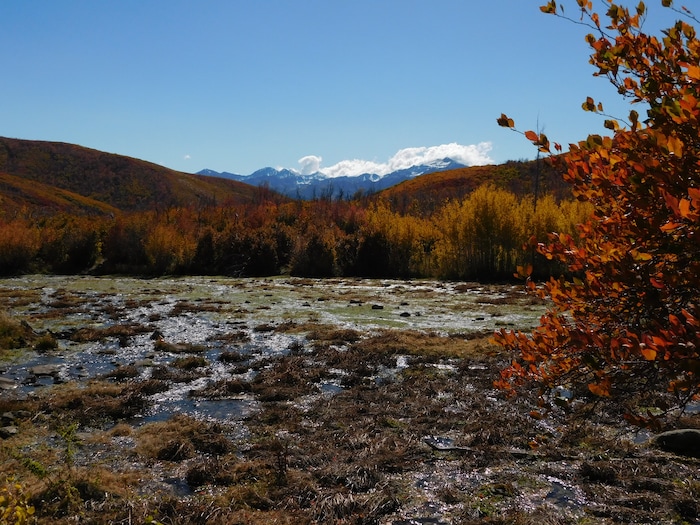 (Erin Alberty|The Salt Lake Tribune) Autumn leaves radiate color around the Cascade Springs Trail on Oct. 9, 2017 in Wasatch County.