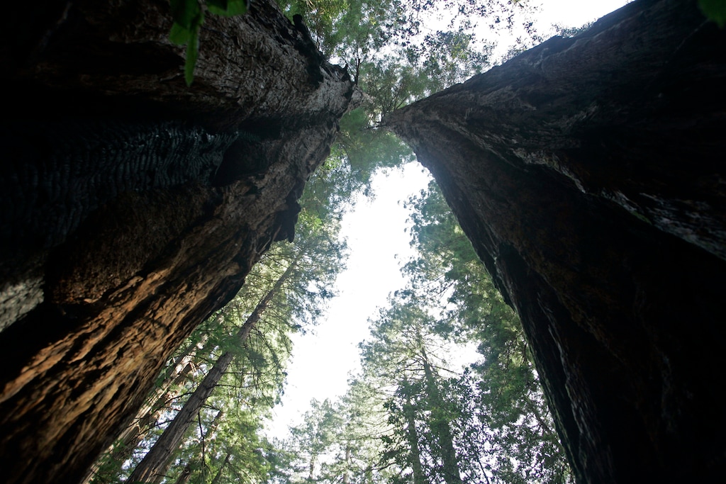 (Eric Risberg | AP photo)

In this March 31, 2008, photo, a pair of giant redwoods tower above a walkway at the Muir Woods National Monument in Marin County, Calif.