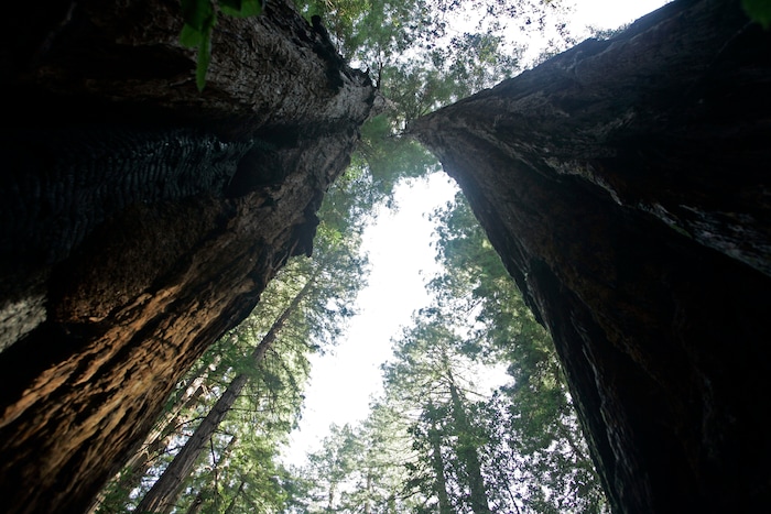 FILE - In this March 31, 2008 file photo, A pair of giant redwoods tower above a walkway at the Muir Woods National Monument in Marin County, Calif. Hawaii residents and an organization representing federal workers filed a lawsuit against the Federal Aviation Administration on Wednesday, Oct. 4, 2017 seeking to force it to do something about tour helicopters buzzing around seven national parks across the country. (AP Photo/Eric Risberg, File)