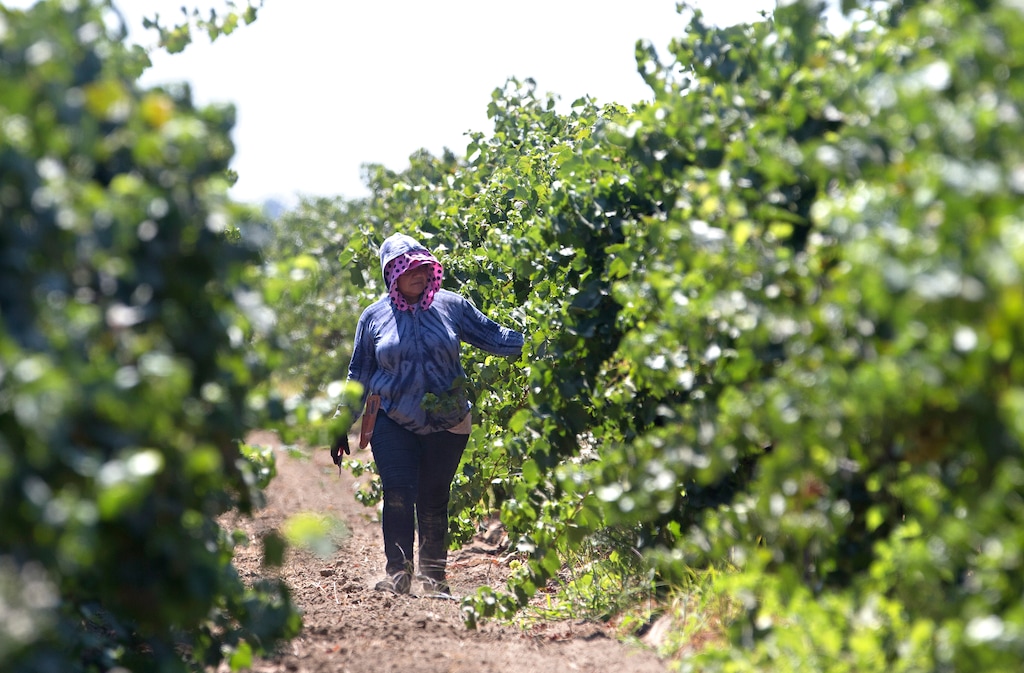 (Rich Pedroncelli | AP file photo)

In this Aug. 17, 2016, photo, a farm worker trims grape vines in a vineyard in Clarksburg, Calif.