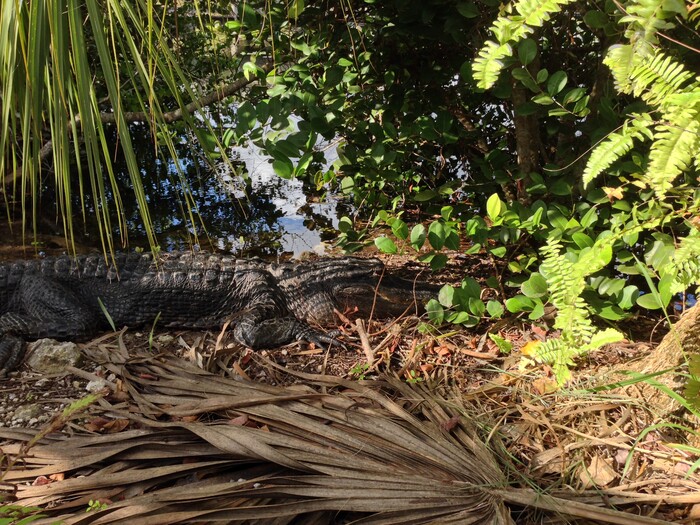 (Erin Alberty | The Salt Lake Tribune) An alligator rests under a palm Feb. 2, 2016 in Everglades National Park.
