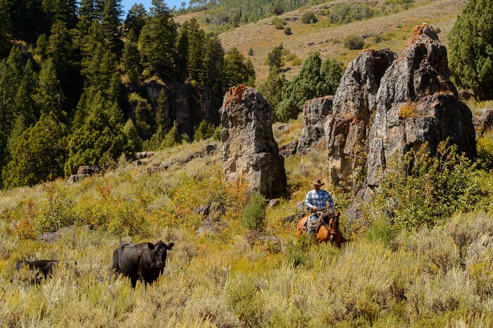 (Trent Nelson  |  The Salt Lake Tribune)  
Ranchers plan to move 1,200 head of cattle through Logan Canyon this week, including this group on Tuesday Aug. 27, 2019.