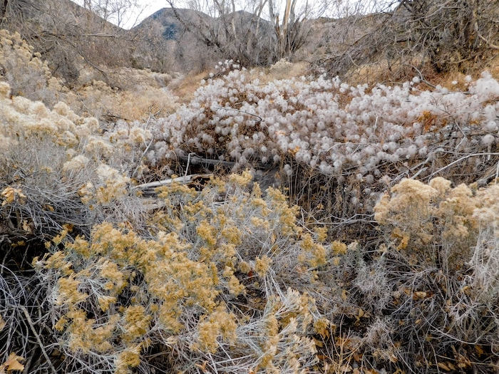 (Erin Alberty | The Salt Lake Tribune) Virgin's bower and rabbitbrush put on a year-end show of plumes outside Ophir town Nov. 20, 2017 in Tooele County.