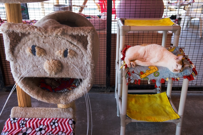 Leah Hogsten  |  The Salt Lake Tribune
Cimmeron naps in one of Cat Worlds outside pens.  Best Friends saves thousands of animals every year as the nation's largest no-kill sanctuary, encompassing some 3,700 acres about 5 miles outside Kanab.

