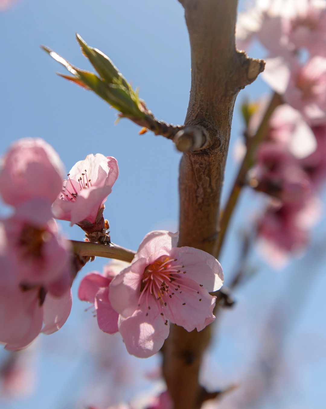(Leah Hogsten  |  The Salt Lake Tribune) Rosa peach tree blossoms in the Riley orchard on  April 14, 2020.