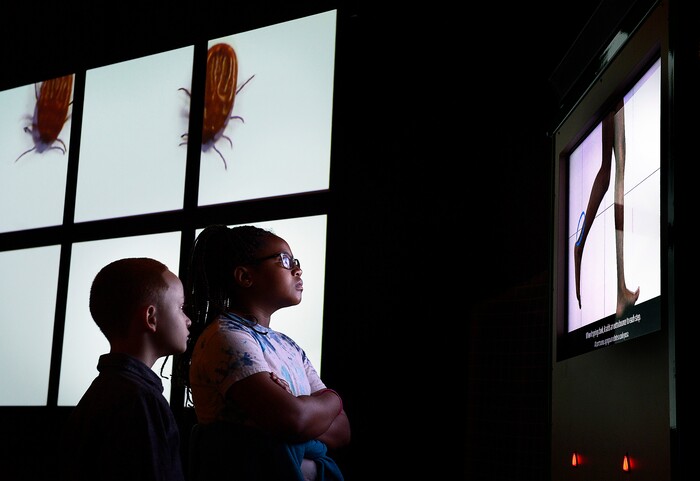 Scott Sommerdorf | The Salt Lake TribuneJordan Knox, left, and Esther Danso from Emerson Elementary School in Salt Lake City watch an exhibit about how different animals walk at the Utah Museum of Natural History, Wednesday, February, 7, 2018. "Nature's Ultimate Machines" is the UMNH special exhibition exploring the workings of plants and animals and how they rely on finely-tuned natural devices to move, adapt and survive.
