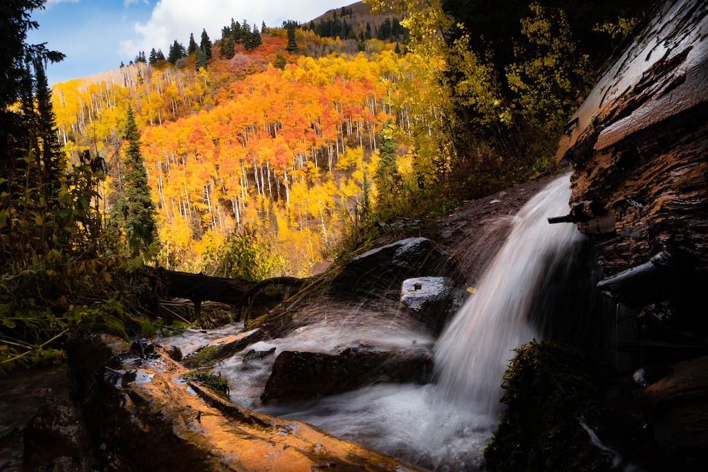 (Francisco Kjolseth | The Salt Lake Tribune) Trees explode with fall color along the confluence of Red Pine Road Trail and Little Water Trail at the top of Millcreek Canyon on Thursday, Oct. 7, 2021. 