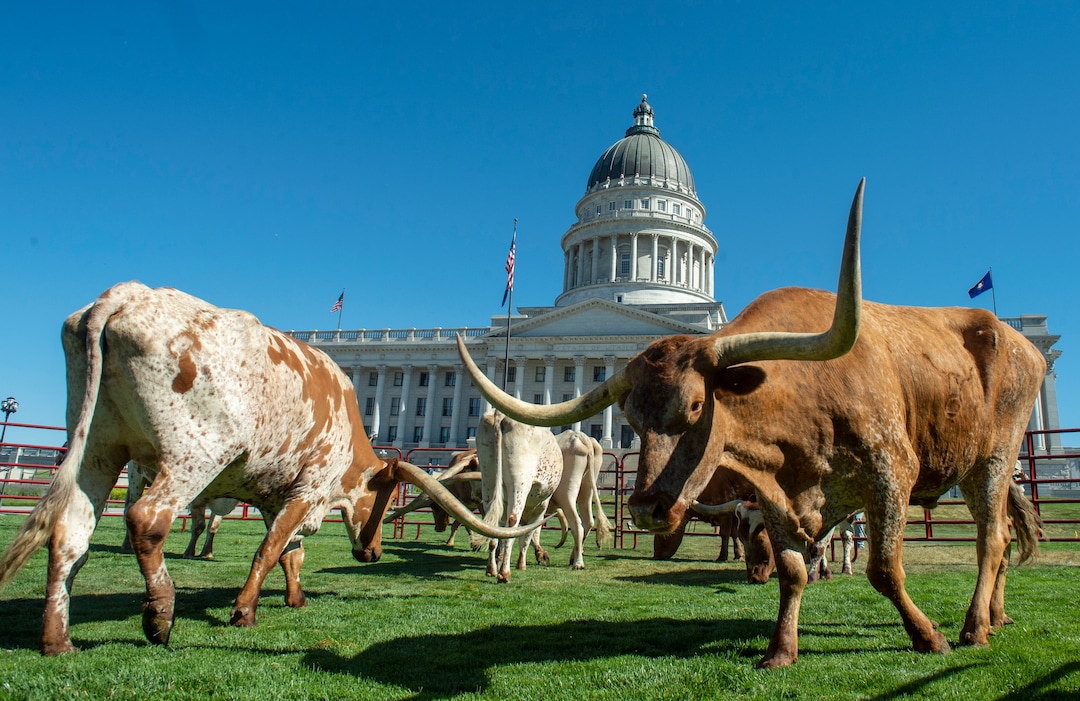 (Rick Egan  |  The Salt Lake Tribune)       Longhorn cattle graze on the lawn in front of the Utah State Capitol before a news conference on the Days of 47 festivities, Tuesday, July 16, 2019.