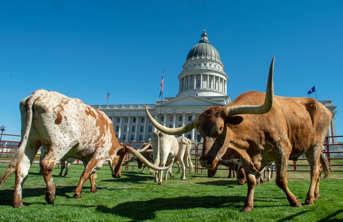 (Rick Egan  |  The Salt Lake Tribune)       Longhorn cattle graze on the lawn in front of the Utah State Capitol before a news conference on the Days of 47 festivities, Tuesday, July 16, 2019.