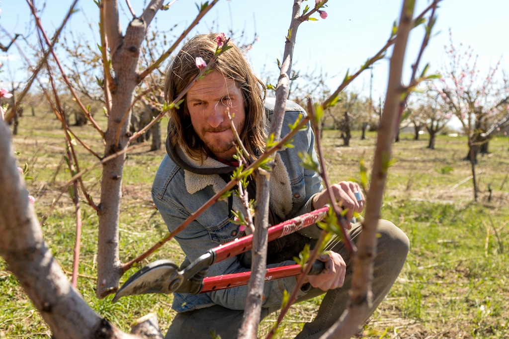 (Leah Hogsten | The Salt Lake Tribune) Jordan Riley of Riley Farm Foods prunes a sweet cherry tree while checking the orchards for signs of frost, April 14, 2020. Riley is among several Perry fruit growers whose trees are being damaged by deer. They would like the state to compensate them for future lost production, not just the cost of replacing the trees.