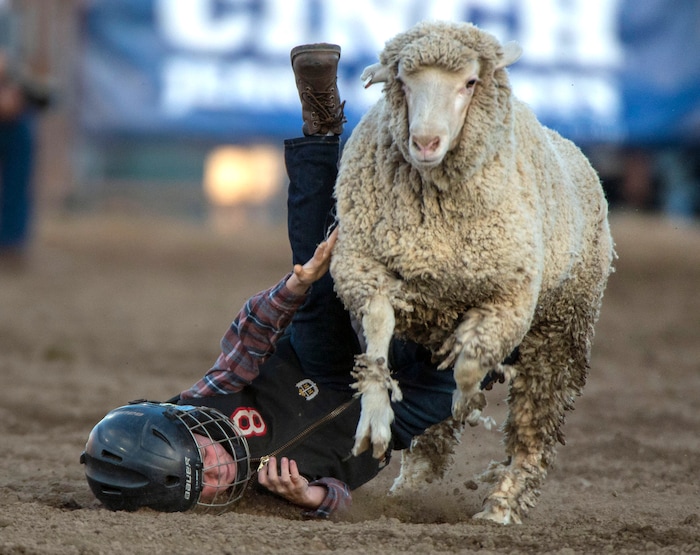 (Rick Egan  |  The Salt Lake Tribune)     Zach Watts takes a tumble off of a sheep, during the Mutton Bustin at the West Jordan Western Stampede Rodeo, Saturday, July 6, 2019.