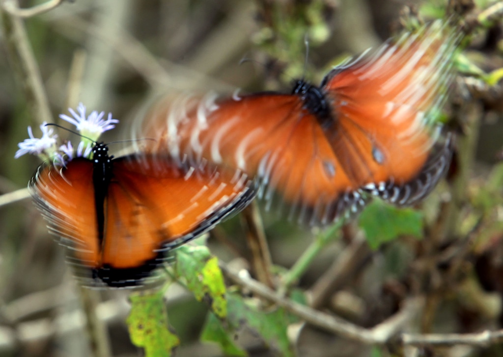 (Delcia Lopez | For the Guardian) Butterflies flutter together as they are seen taking nectar from native plants at National Butterfly Center on Tuesday Dec. 11, 2018, in Mission.