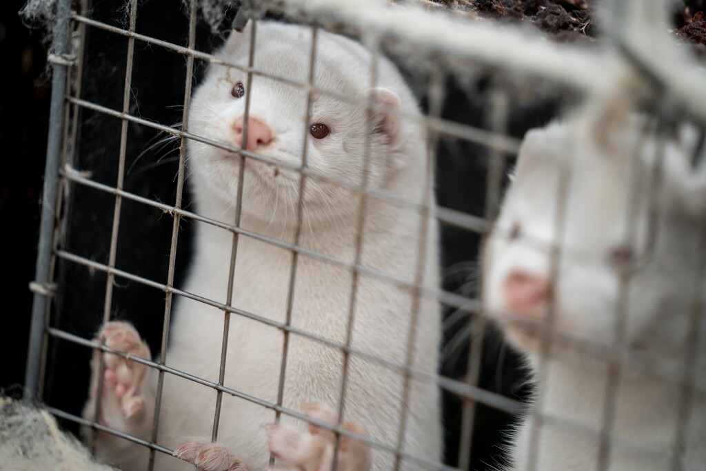 (Mads Claus Rasmussen | Ritzau Scanpix via AP)

In this photo dated Nov. 6, 2020, mink look out from a pen on a farm near Naestved, Denmark.