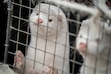 (Mads Claus Rasmussen/Ritzau Scanpix via AP) Mink look out from a pen on a farm near Naestved, Denmark, on Nov. 6, 2020. Denmark ordered the culling of all farmed mink in the country during the coronavirus pandemic.