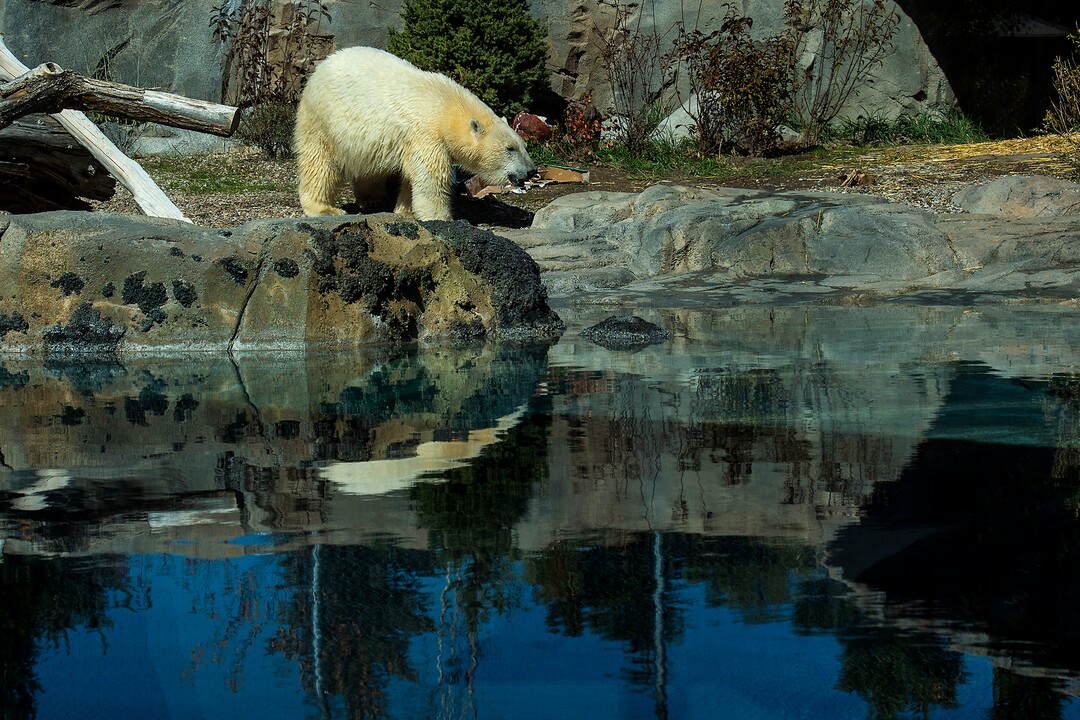 (Chris Detrick  |  The Salt Lake Tribune) Polar Bear Hope at Utah's Hogle Zoo Tuesday, October 10, 2017.