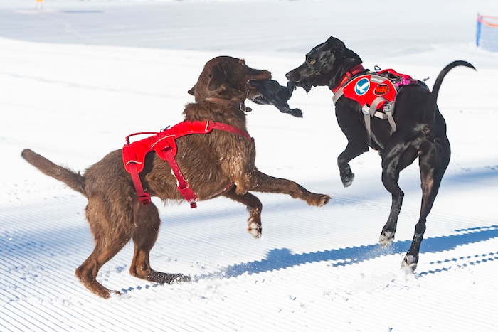 (Rick Egan  |  The Salt Lake Tribune)       Avalanche dogs Joni and Lumen play a tugging game at Solitude Ski Resort, Thursday, March 5, 2020.