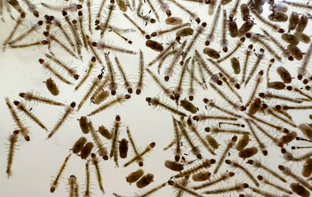 (Francisco Kjolseth  | The Salt Lake Tribune) Mosquito larvae and pupae are grown for study at the Salt Lake City Mosquito Abatement District, Thursday, April 17, 2025. Officials in Cache County detected the mosquito-carried West Nile virus early than usual this year.