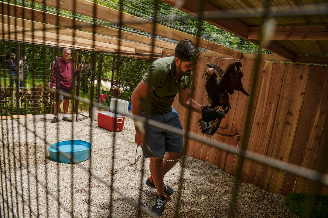 (Leah Hogsten  |  The Salt Lake Tribune)  Falconer Nicholas Harris returns Magando, a golden eagle who was a star of Hogle Zoo's "World of Flight"  show, to his perch in his enclosure, June 17, 2020.