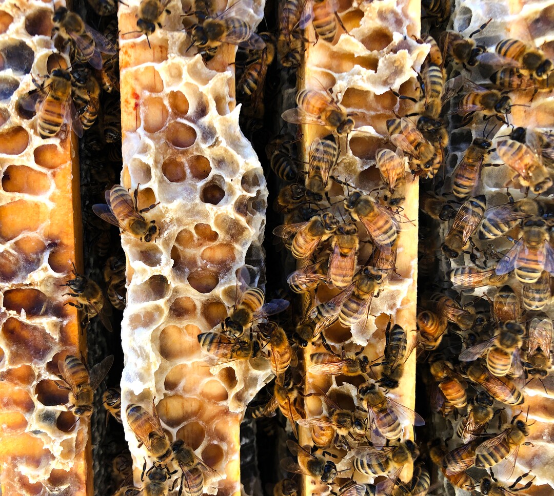 (Rick Egan  |  The Salt Lake Tribune)     Bee Keeper Darren Cox, checks out his hives in Logan Canyon, on the Uinta-Wasatch-Cache National Forest where he stores hundreds of hives in the summer, on Tuesday, Aug. 11, 2020.