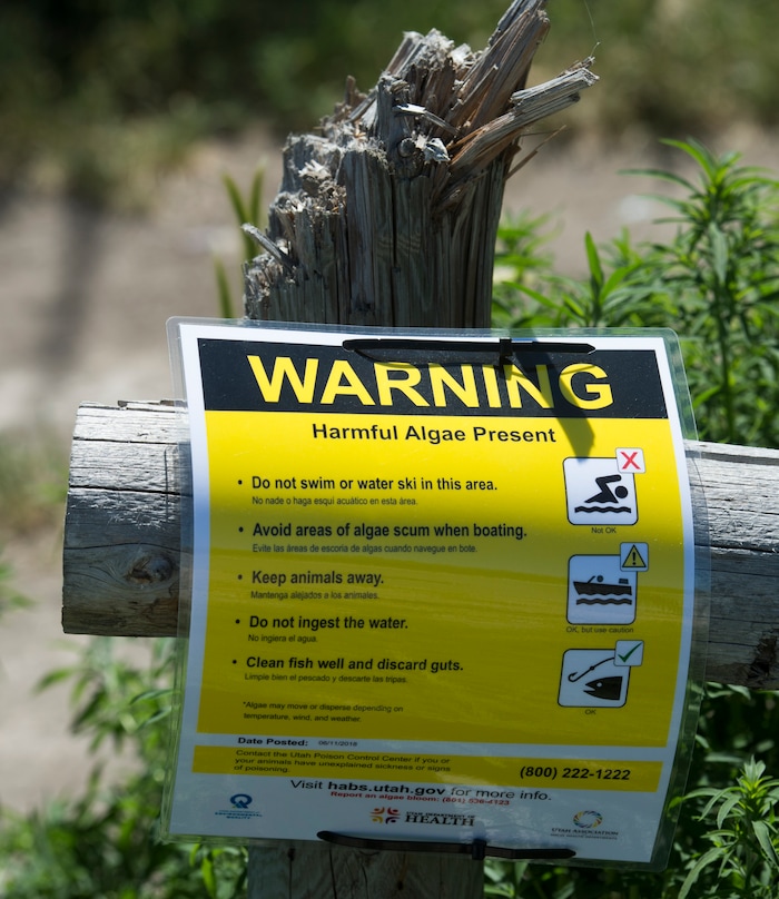 (Rick Egan  |  The Salt Lake Tribune)   Signs near Provo Bay worn of harmful algae on parts of Utah Lake.  Water experts are urging visitors to keep themselves, their pets and other animals out of Provo Bay after detecting a potentially toxic blue-green algal bloom there, Tuesday, June 12, 2018.



