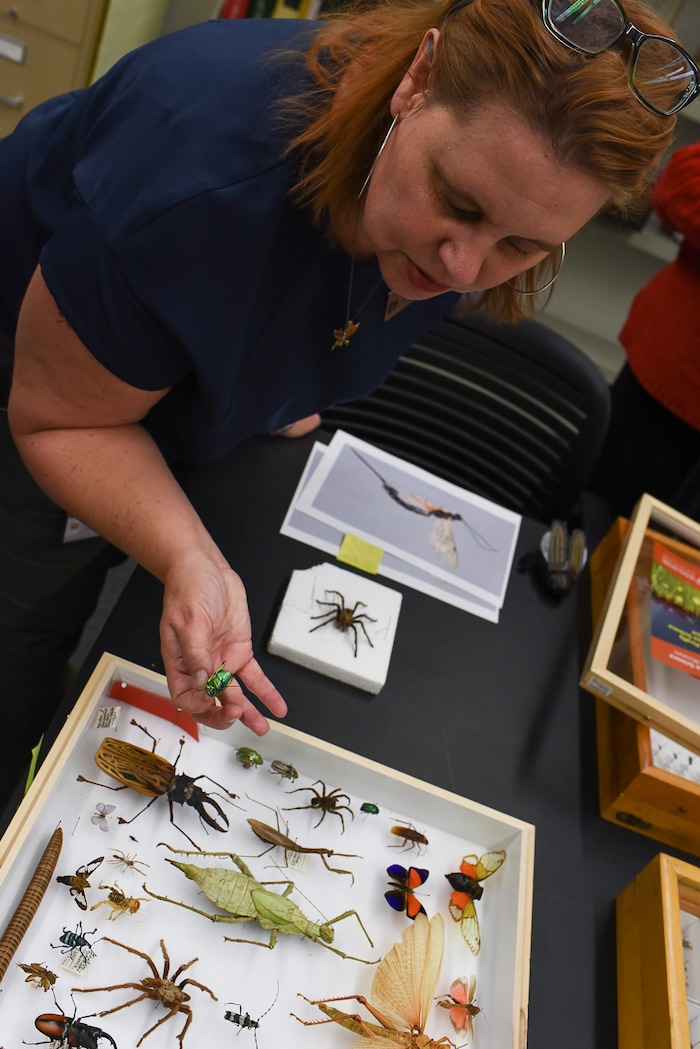 (Francisco Kjolseth  |  The Salt Lake Tribune)  Invertebrates Collections Manager Christy Bills, pulls out specimens from the "Oh Wow!" drawer of interesting bugs that will be part of the display this weekend at the Natural History Museum of Utah at the Rio Tinto Center for a Behind the Scenes look at the objects held in stewardship for the people of Utah. The public is invited to meet the scientists who build the collections and learn about current research and get an insiders view of the museum. 
