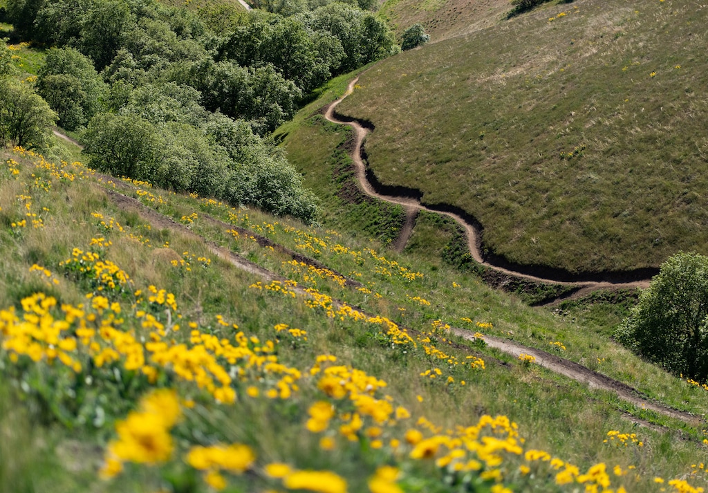 (Francisco Kjolseth | The Salt Lake Tribune) The Avenues Ridgeline Trail is a new trail (combining parts of old trails + some totally new) with sweeping views of the Salt Lake Valley from the “summit.” The highlights of the trail right now are beautiful yellow leafy arnica, which are everywhere, along with Missouri milkvetch. Though numerous variations exist It's about 3 miles long and not too difficult except for a couple short, steep climbs. The trail is primarily used for hiking, mountain biking, running and nature trips May 12, 2021.