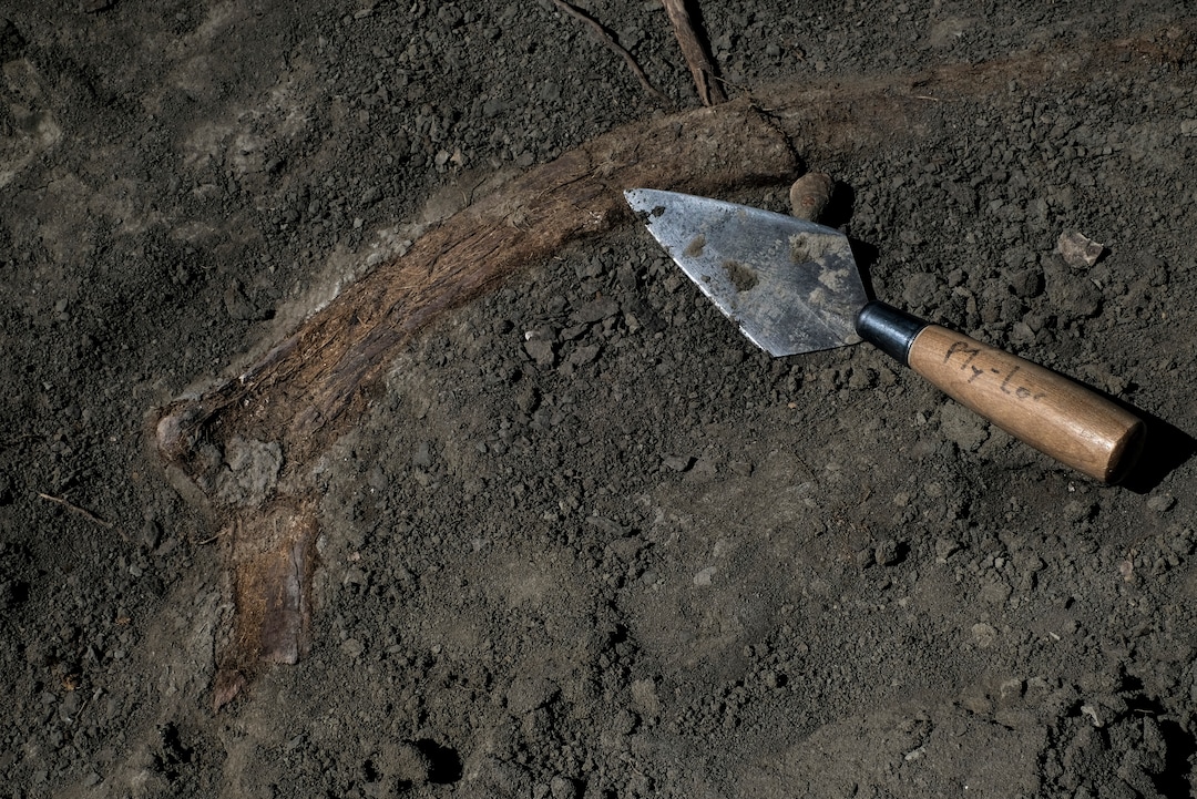 (Bonnie Jo Mount | The Washington Post) A portion of a rib of the duck-billed dinosaur hadrosaurid was found in Grand Staircase-Escalante in Utah in October 2018. Scientists continue to discover new species of dinosaurs there.