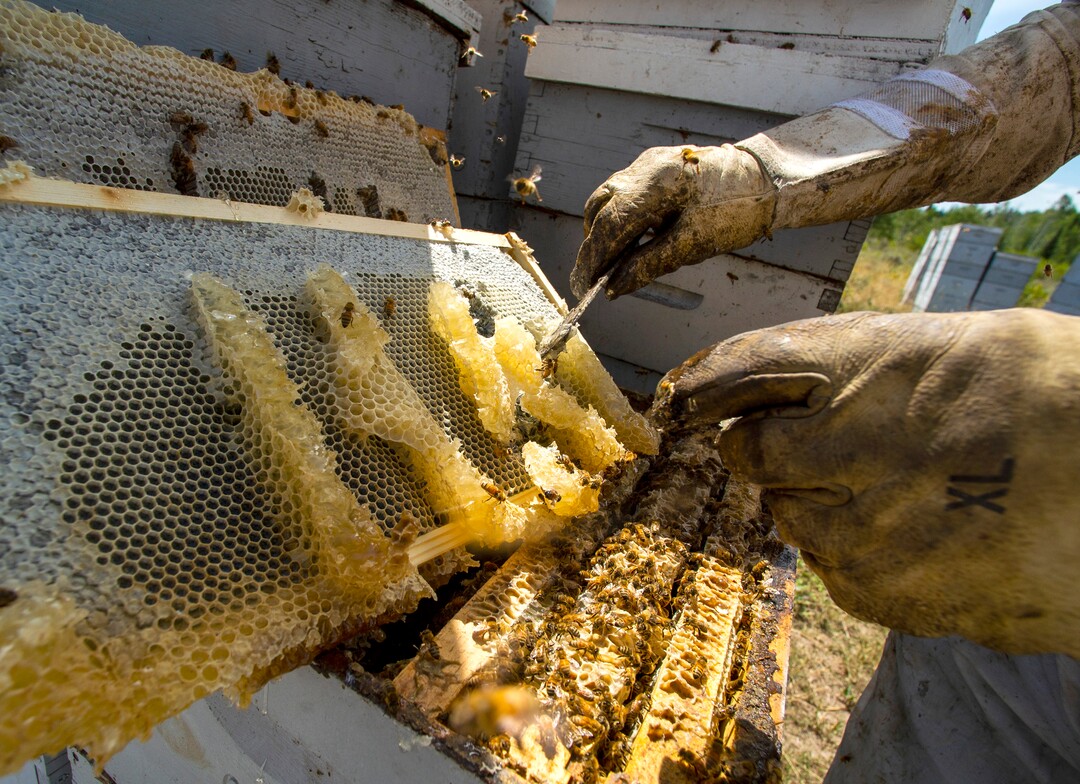 (Rick Egan  |  The Salt Lake Tribune)     Bee Keeper Darren Cox, checks out his hives in Logan Canyon, in the Cache National Forest where he stores hundreds of hives in the summer, on Tuesday, Aug. 11, 2020.