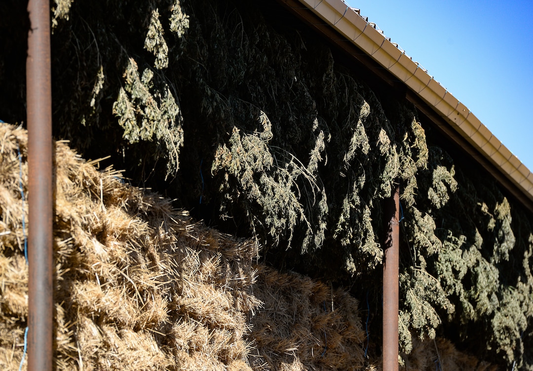(Francisco Kjolseth  |  The Salt Lake Tribune)  Hemp plant material with very low (or virtually no) THC content is dried at the end of the season at Harward Farms near Spanish Fork, Utah. Long time farmer Jud Harward is wrapping up his first season of industrial hemp growing, willing to take on the challenge that has been a struggle for many farmers, as he commits to 10 acres to the expensive process to see how it goes.