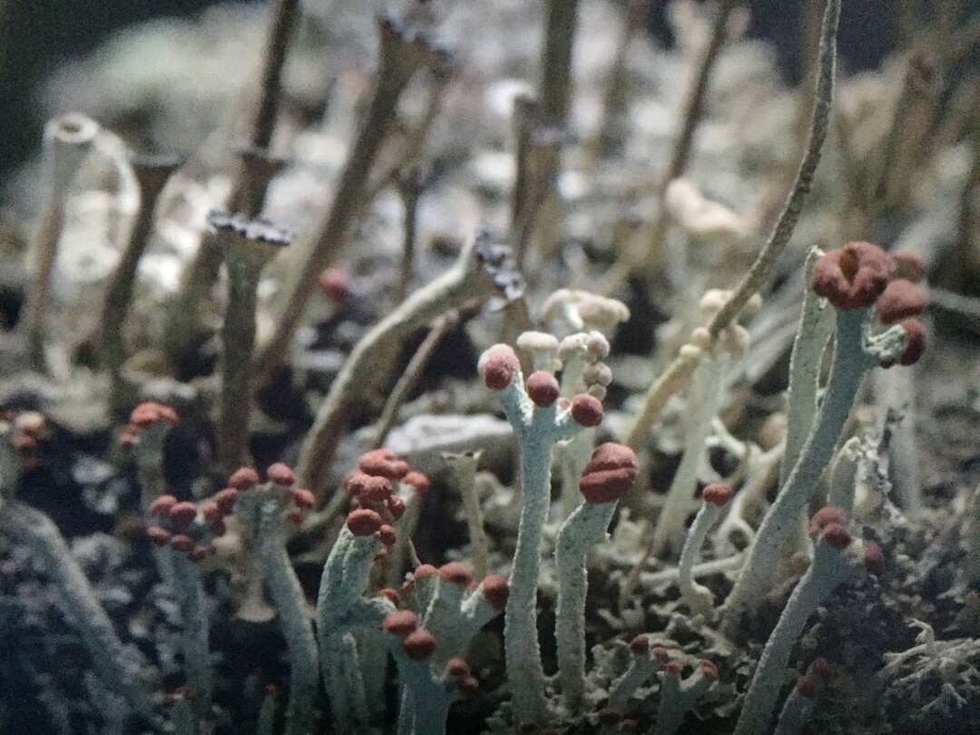 (Photo courtesy of Sundance Institute) An image from "Lichen," directed by Lisa Jackson, an official selection of the Shorts Programs at the 2020 Sundance Film Festival.