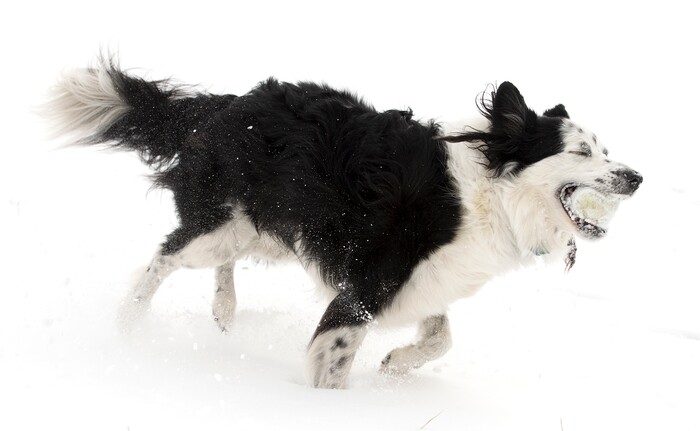 (Leah Hogsten  |  The Salt Lake Tribune)  Every day- whether sun, rain, wind or snow- Lebowski, 8, a Border Collie, mini-Australian Shepherd needs to release pent up energy, although snow days are his favorite time to play. Lebowski fetches tennis balls thrown by his owner John Worthington in Ogden, Sunday, March 4, 2018.